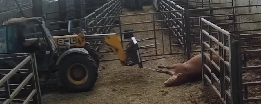 A downer dairy cow being removed from a farm